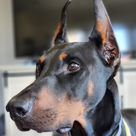 Meet your Posher, Ashley - Picture 5 of 6